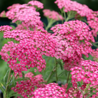 "Тысячелистник обыкновенный 'Lilac Beauty'
