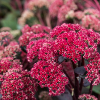 Очиток гибридный "Red Cauli"