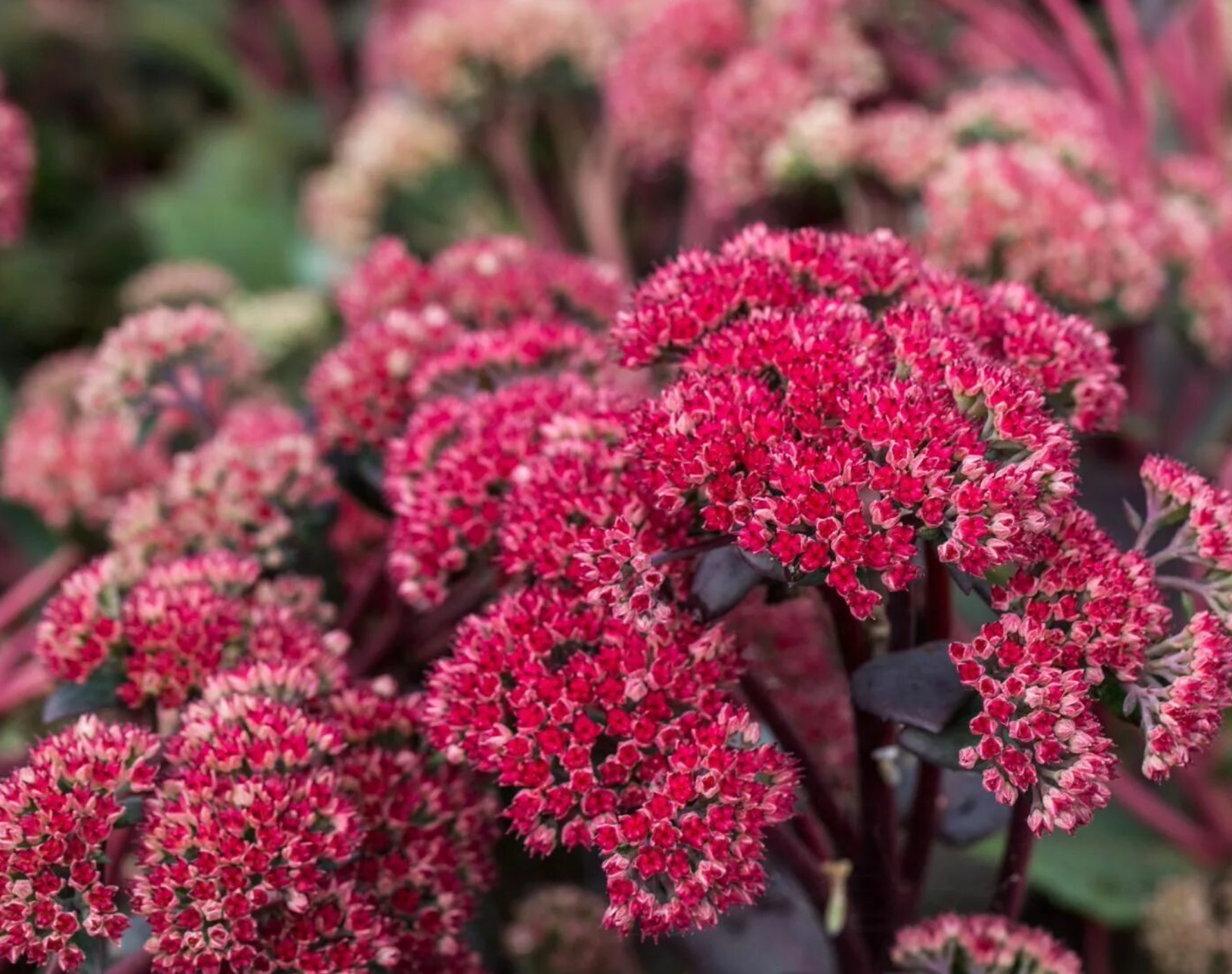 Очиток гибридный "Red Cauli"