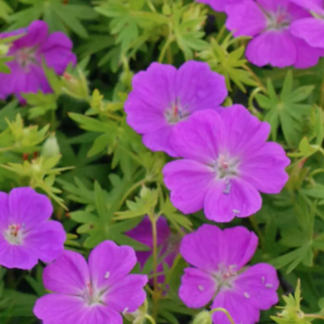 Герань кроваво-красная "New Hampshire Purple"
