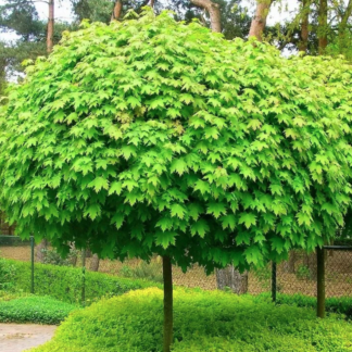 Клен остролистный "Globosum"