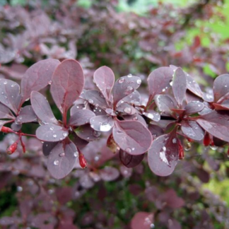 Барбарис Тунберга "Atropurpurea"