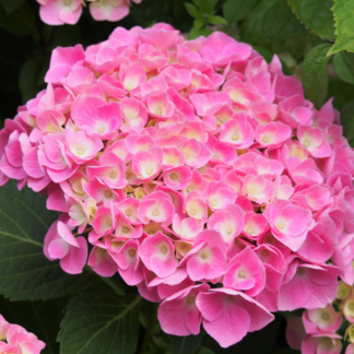 Гортензия крупнолистная "Bodensee Rose"