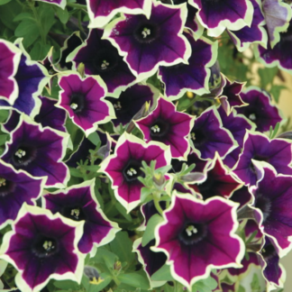 Петуния гибридная "Cascadias Rim Magenta"