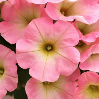 Петуния гибридная "Potunia Plus Soft Pink Morning"