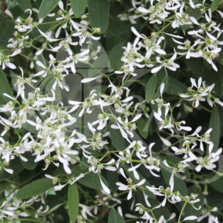 Эуфорбия "Diamond Frost"