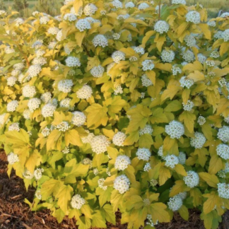 Пузыреплодник 'Angel Gold'