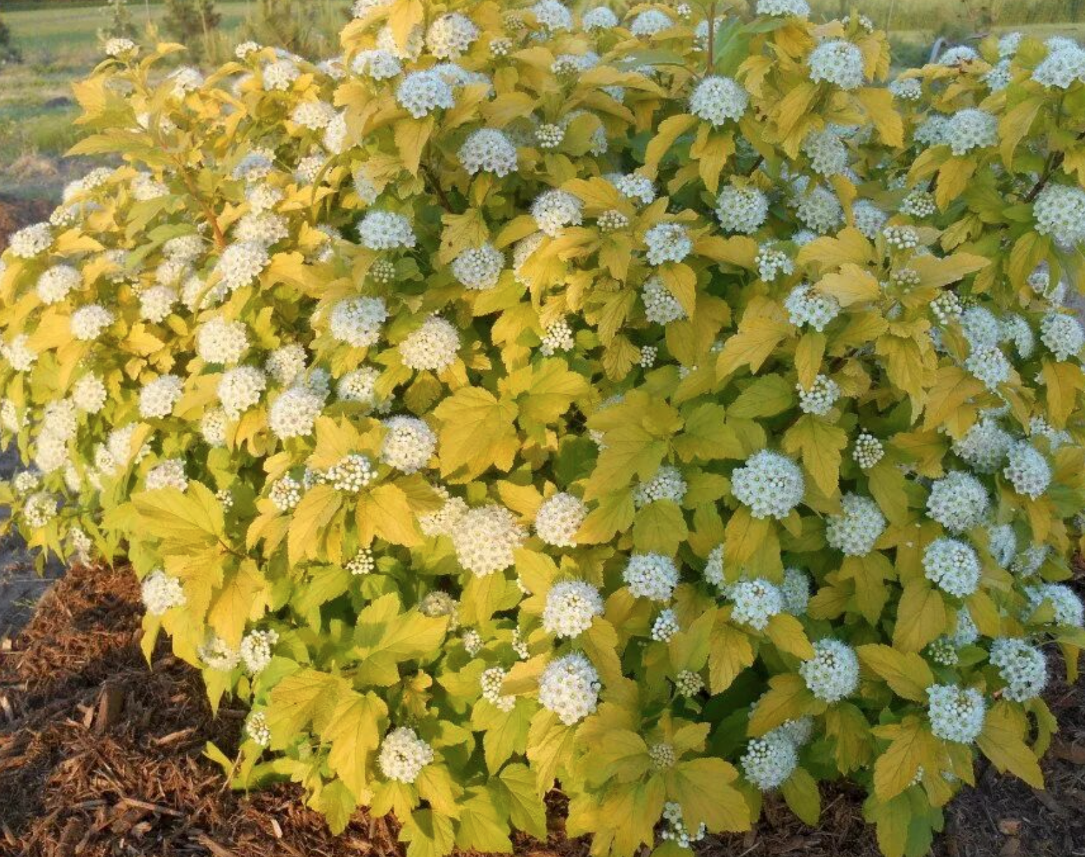 Пузыреплодник 'Angel Gold'