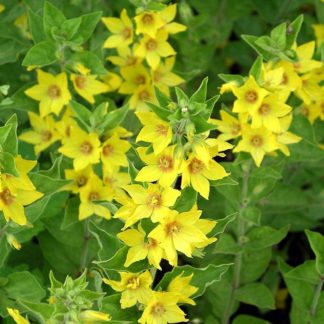 Вербейник точечный