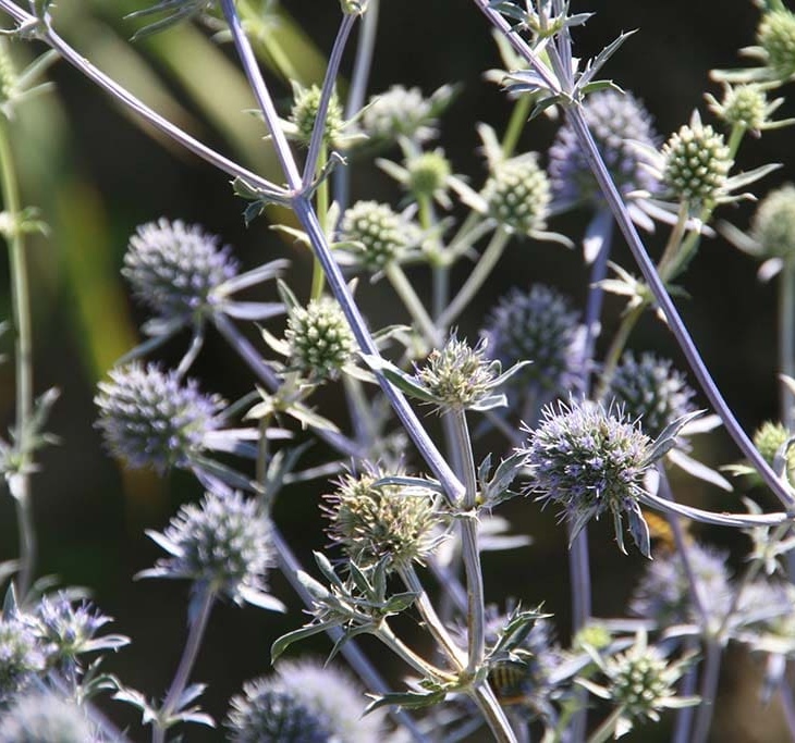Синеголовник плосколистный 'Silver Salentino'