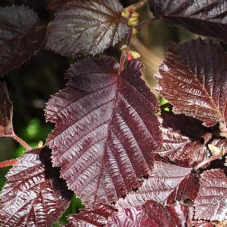 Лещина "Atropurpurea"