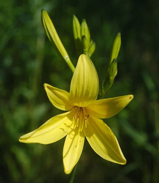 Лилейник 'Lemon Bells'