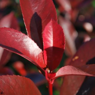 Фотиния фразера "Carre Rouge"