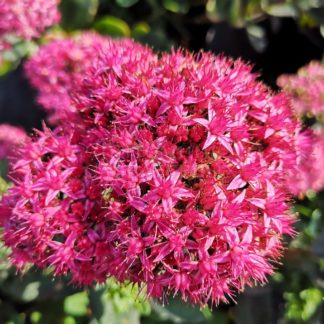 Седум видный (Очиток) 'Red Cauli'