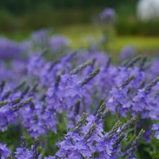 Вероника австрийская 'Royal Blue'