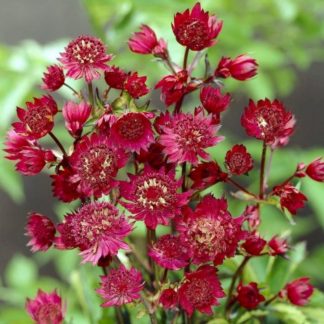 Астранция крупная "Claret"
