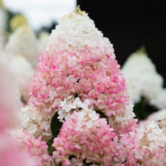 Гортензия метельчатая "Strawberry Blossom"