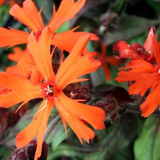 Лихнис Аркрайта 'Orange Zwerg'