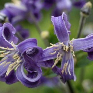 Клематис борщевиколистный 'China Purple'