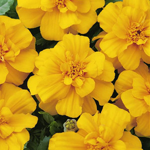 Тагетес отклоненный "Bonanza Yellow"
