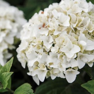 Гортензия крупнолистная "White"