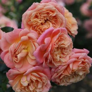 Роза плетистая "Peach Melba"