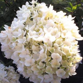 Гортензия метельчатая "Grandiflora"
