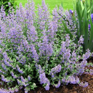 Котовник Фассена 'Blue Wonder'