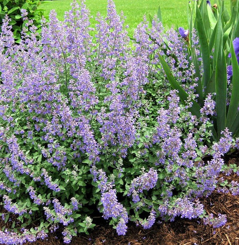 Котовник Фассена 'Blue Wonder'