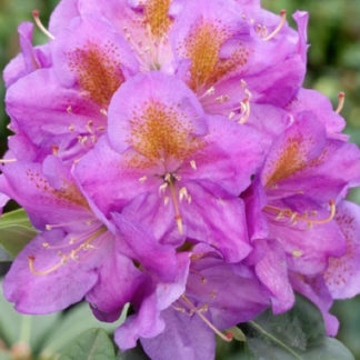 Рододендрон гибридный "Pink Purple Dream"