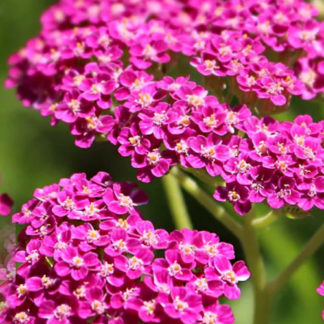Тысячелистник обыкновенный "Cerise Queen"
