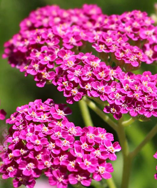 Тысячелистник обыкновенный "Cerise Queen"