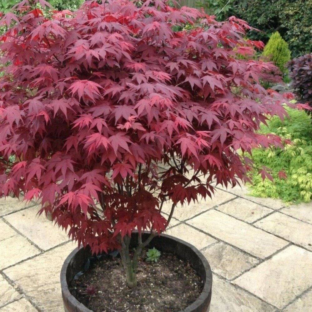 Клен дланевидный "Atropurpureum"