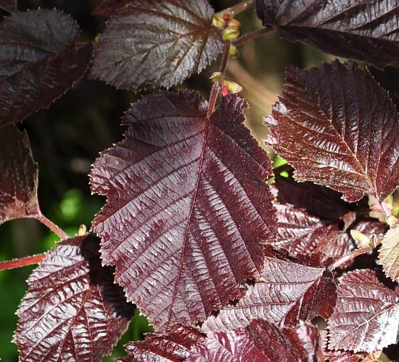 Лещина "Atropurpurea"