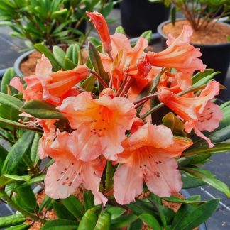Рододендрон "Tortoiseshell Orange"