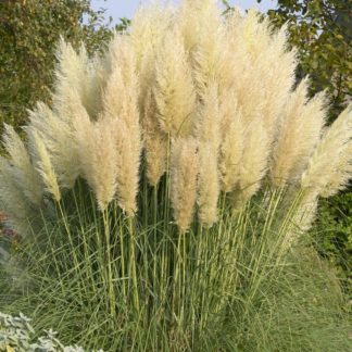 Кортадерия Селло (Пампасная трава) Pumila