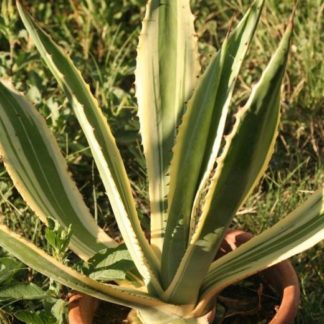 Агава американская Variegata