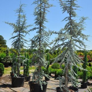 Кедр ливанский Atlantica Glauca