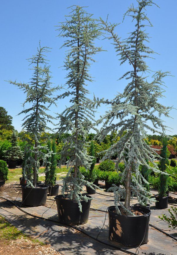 Кедр ливанский Atlantica Glauca