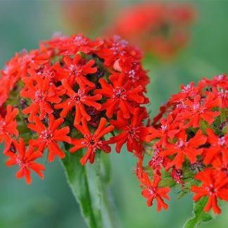 Лихнис халцедонский