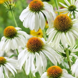 Эхинацея пурпурная Примадонна Уайт Echinacea purpurea Primadonna White