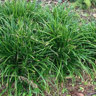 Осока Морроу 'Irish Green'