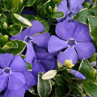 Барвинок большой Variegata