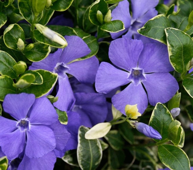 Барвинок большой Variegata
