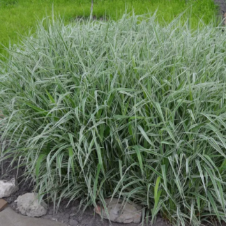 Фалярис тростниковый 'Variegata'