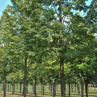 Липа мелколистная