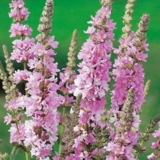 Дербенник "Pink Dwarf"