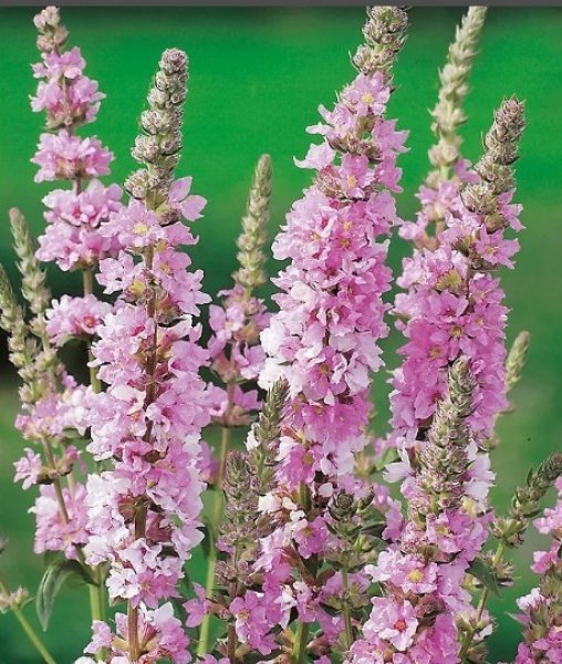 Дербенник "Pink Dwarf"