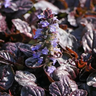 Живучка ползучая "Atropurpurea"