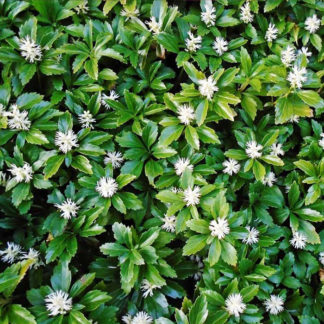 Пахизандра "Green Shen"